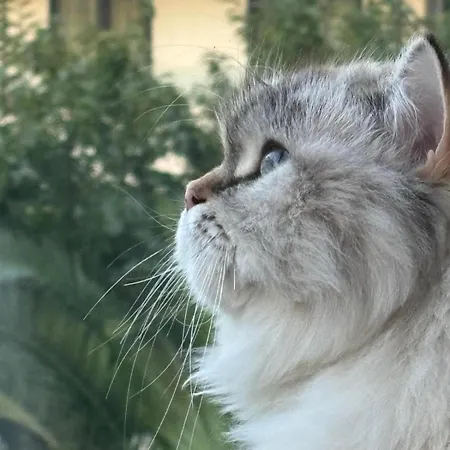 Sultans Corner Lägenhet Istanbul