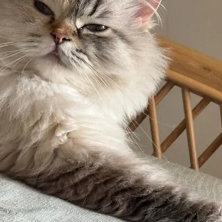 Sultans Corner Lägenhet