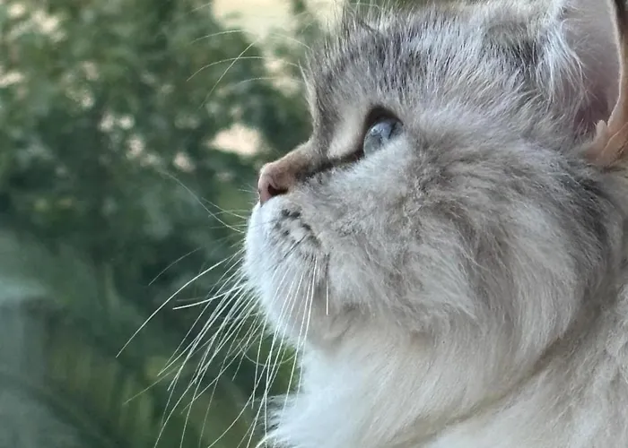 Sultans Corner Apartman Isztambul