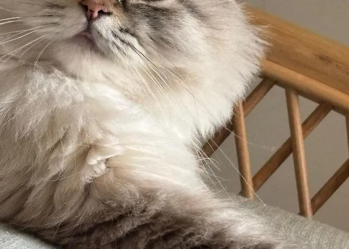 Sultans Corner Apartment